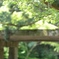 日吉大社①