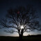 ハルニレの木と満月
