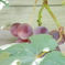 色付き始めたブドウ