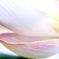 Lotus の微笑み