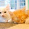 仲良し  仔猫