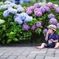 紫陽花とぼく