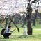 桜の下で
