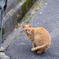 吾輩は猫である、ニャー # 685