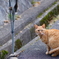 吾輩は猫である、ニャー # 686