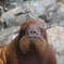 見つめるセイウチ