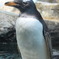 ペンギン
