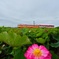 極楽浄土 2019