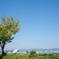夏景色‥8月10日 日本一