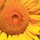 太陽の花