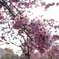 天理の桜