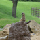 Suricata suricatta
