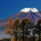 ハリモミ純林と富士山