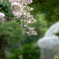 夏の花吹雪