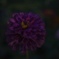浮かぶ花
