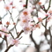 梅の花