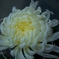 菊