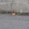めっかった