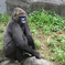 Gorilla_2