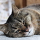 眠たいニャン