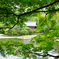 京都 龍安寺