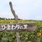 20190814_北竜町ひまわりの里 #1