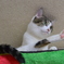 じゃんけん～ﾊﾟｧｰ