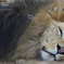 Sleeping Lion