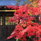 もみじ　平林寺