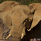 20081221D70多摩動物公園020