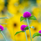 明るい小さな紫の花