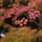 紅葉_01