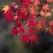 紅葉_02