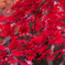紅葉_04