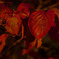 紅葉_07
