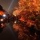 京都　紅葉