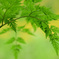 六甲高山植物園