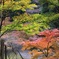 紅葉１４