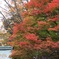 紅葉１５
