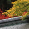 紅葉１７
