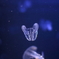 クラゲⅧ