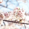 上野公園の桜 #3