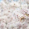 上野公園の桜 #2