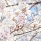 上野公園の桜 #4