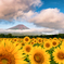 ひまわり畑と富士山
