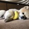 ポメラニアン