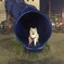 ポメラニアン