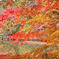 まるで桜のような