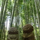 竹林の小径