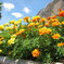 九頭竜ダムの花壇